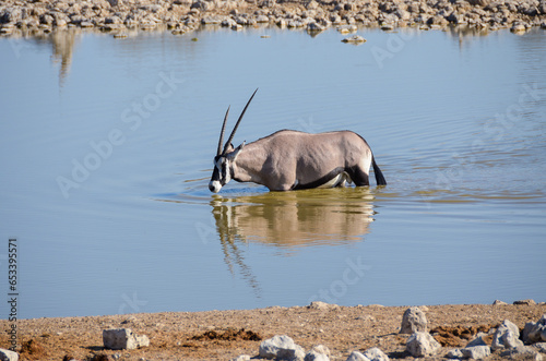 Oryx en el Parque Nacional de Etosha, Namibia photo