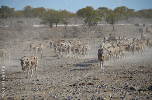 Cebras en busca de agua en Namibia