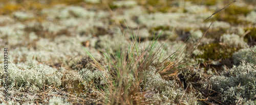 Colorful lichen colony on rock surface. illustration for symbiosis or natural abstract background.
