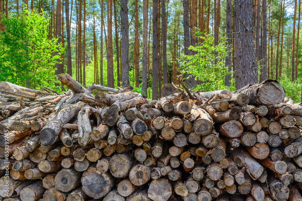 Forest pine and spruce trees. Log trunks pile, the logging timber wood industry.