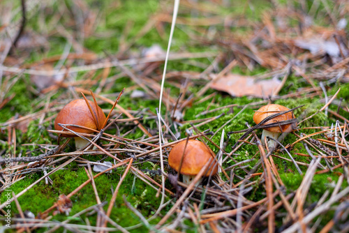 Slippery Jacks mushrooms in the moss among pine needles in the autumn forest. They are found across the world in pine forests. Suillus collinitus. Slippery Jacks. Sticky bun mushroom. photo