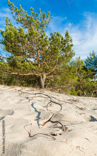 Green bright pine trees against the blue sky. Dunes and sand. Baltic coast of Poland.