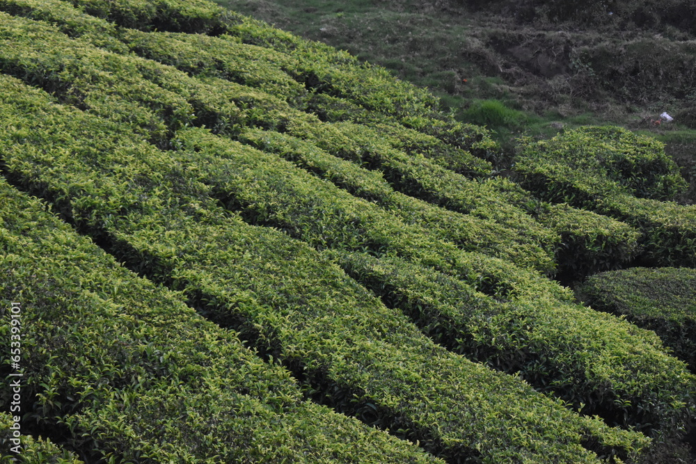 Coffee plantation landscapes with tress at center