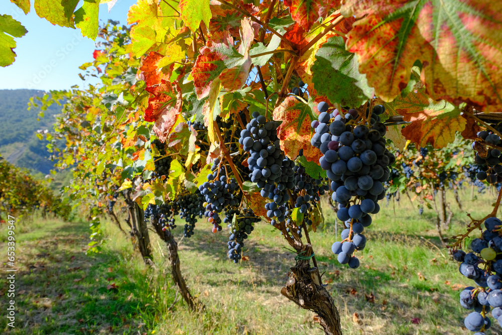 Filari di Lambrusco