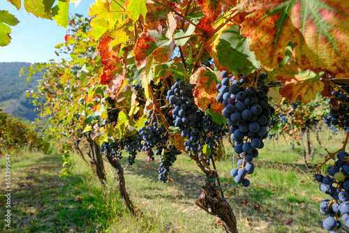 Foto Filari di Lambrusco