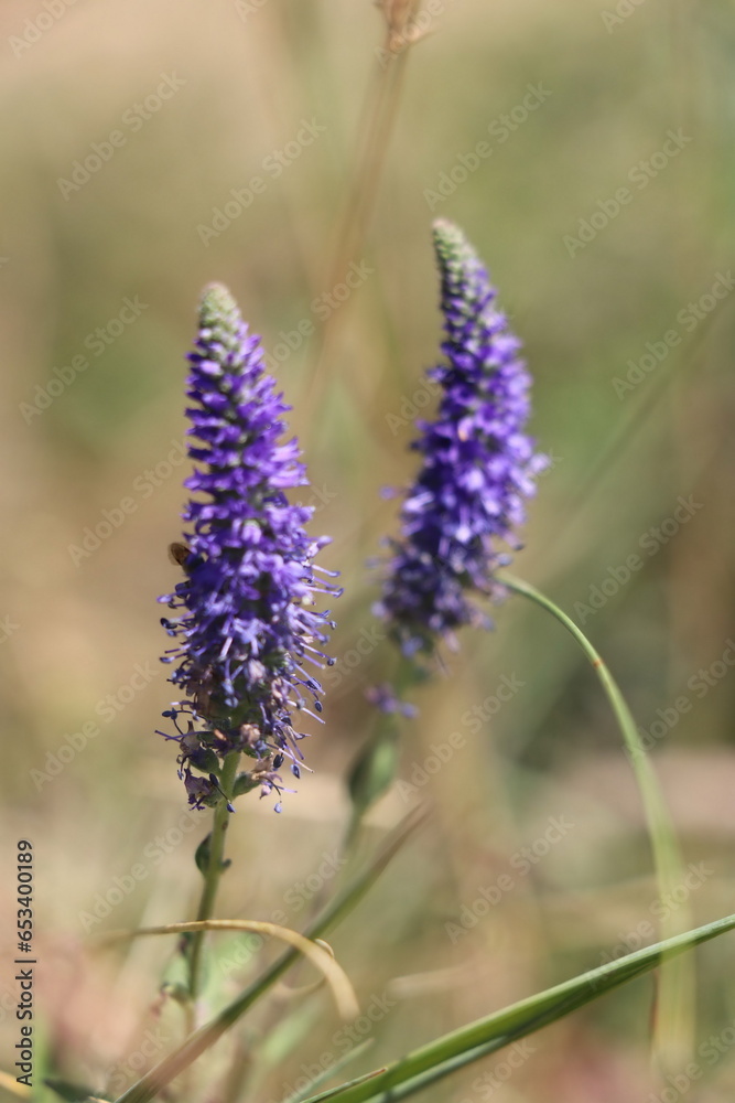 Fototapeta premium bee on lavender
