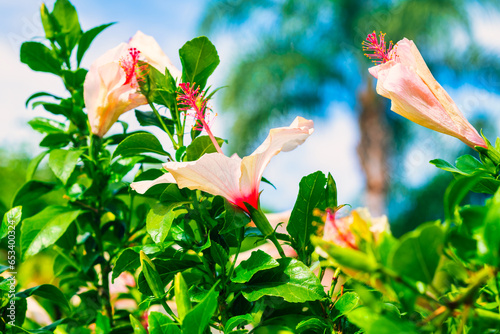 hibiscus flowers in fall sunlight