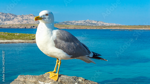 Amazing view of seagull in the Pelosa beach with the island of Asinara in the background, Stintino, Sardinia.