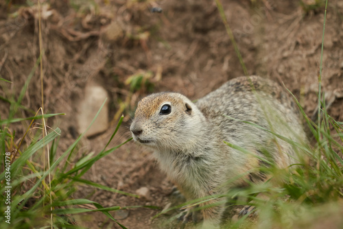 ground squirrel in wild, close-up, blurred background, rodent in grass