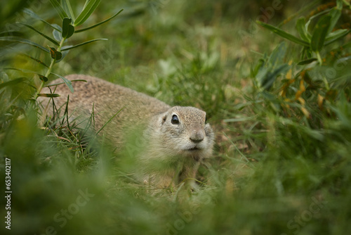 ground squirrel in wild, close-up, blurred background, rodent in grass
