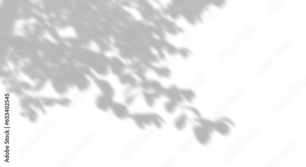 Nature shade shadow tree branches leaves movement cutout on transparent backgrounds 3d rendering