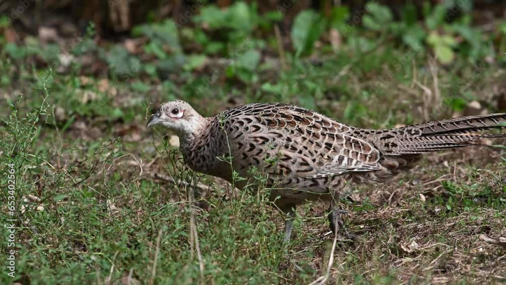 Female Ring necked Pheasant foraging on the ground Female Ring necked Pheasant foraging on the ground