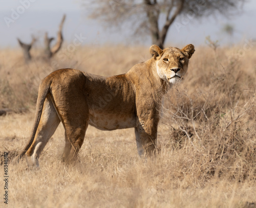 Lion standing looking front in the savanna in Serengeti Africa