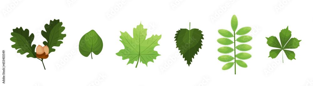 green leaves of forest or park plants on a white background. vector illustration green leaves of forest or park plants on a white background. vector illustration