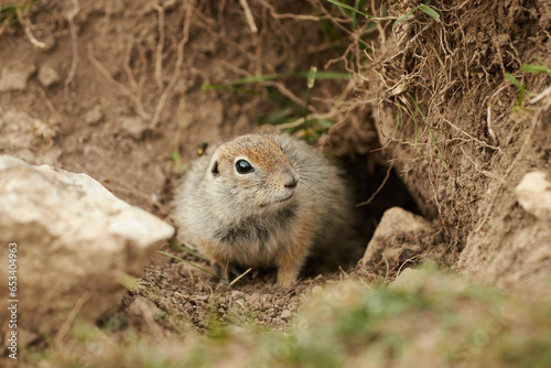 ground squirrel in wild, close-up, blurred background, rodent in grass