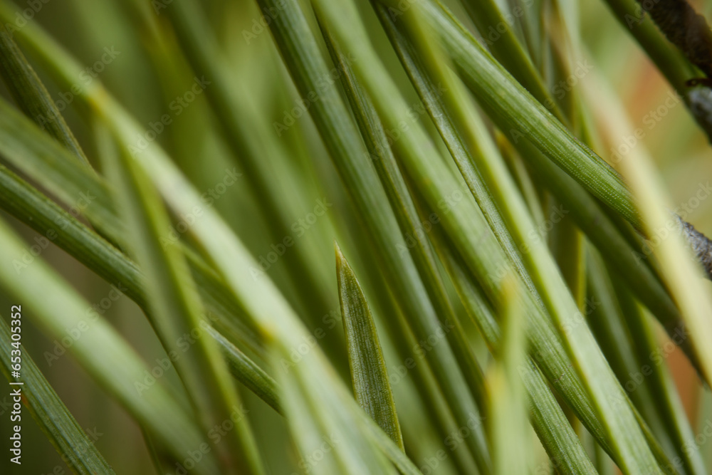 macro photo green needles on coniferous tree, close-up blurred background macro photo green needles on coniferous tree, close-up blurred background
