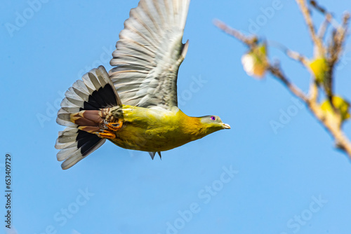 A Yellow footed Green Pigeon