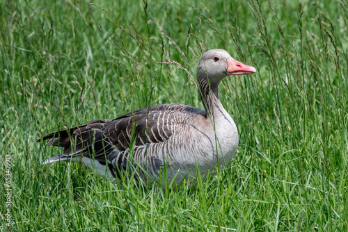 Grey Goose, Greylag Goose (Anser Anser) Stands in Green Meadow photo