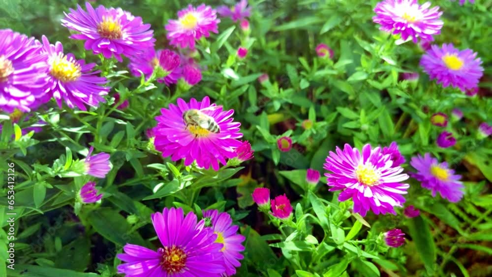 violette Blütenpracht - Garten, Pflanzen, Blumen, Bienen violette Blütenpracht - Garten, Pflanzen, Blumen, Bienen
