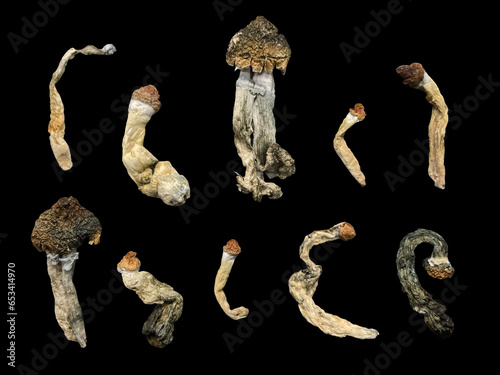 Collection of Dried Isolated Mushrooms