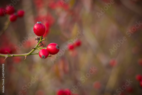 autumn in the beautiful nature, briar berry fruit