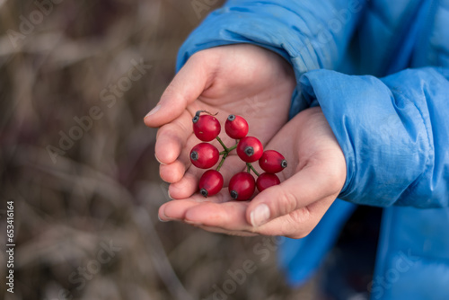 red rosehip berry in human hand, healthy fruit of the autumn