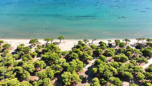 Aerial drone photo of scenic paradise beach of Schoinias or Schinias with rare pine trees in area of Marathon, Attica, Greece photo