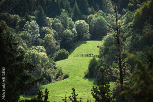 Pasture with green grass in the middle of the forest. The clearing in the forest and fence.