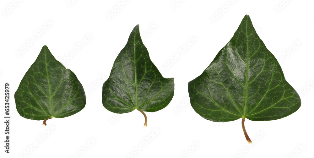 Devil's ivy set leaf, ceylon creeper foliage, hedera helix isolated white, clipping path - obrazy, fototapety, plakaty 