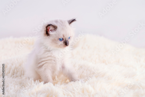 little ragdoll kitten with blue eyes in pink collar sitting on a beige background. High quality photo for card and calendar Space for text