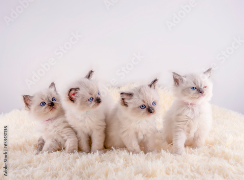 four ragdoll kitten with blue eyes  sitting on white rug on a white background photo