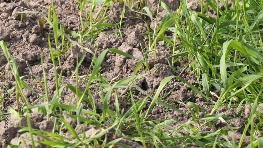 close-up of blades of grass swaying against the backdrop of black soil