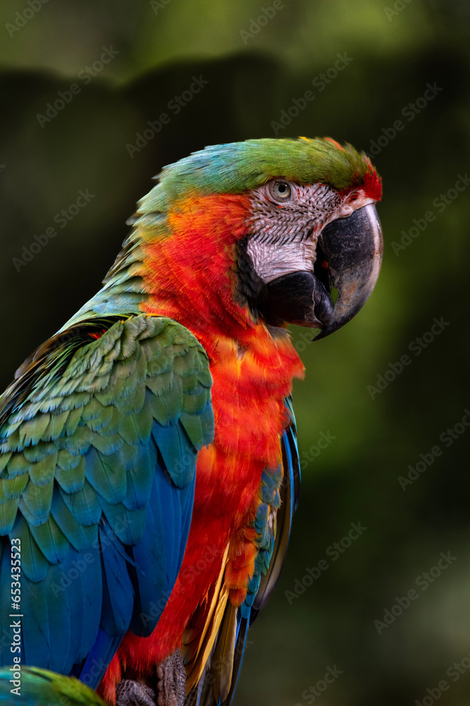 Naklejka premium blue and yellow macaw