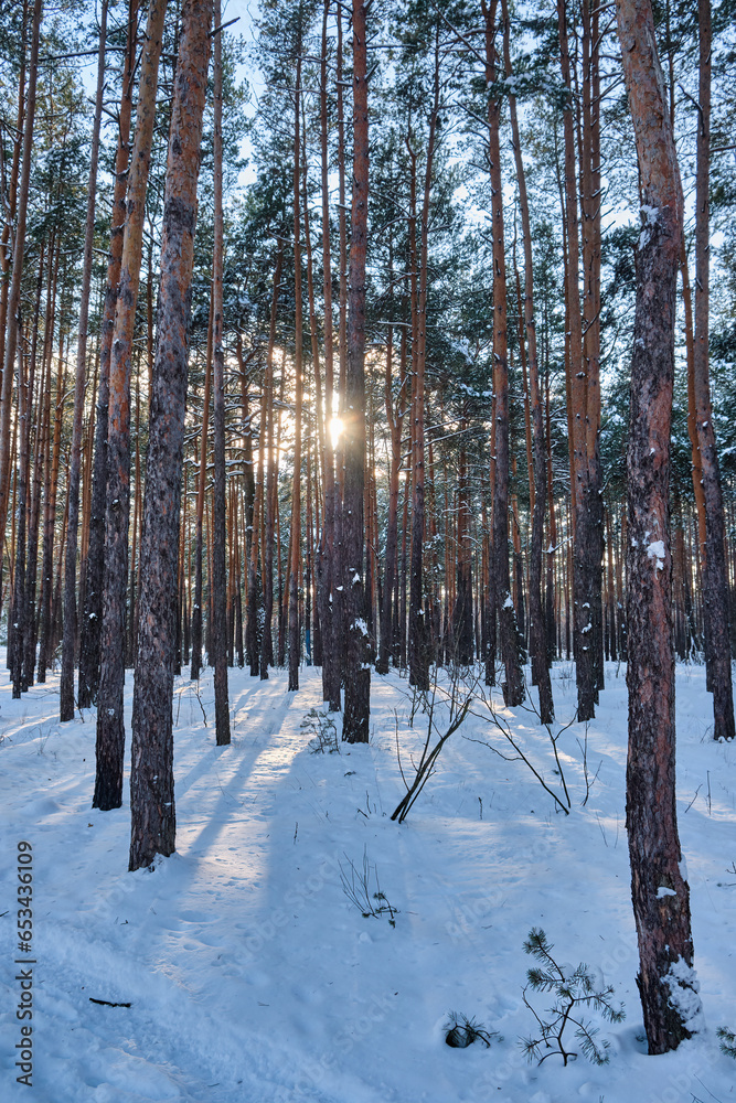 Winter Wonderland: Sunlit Snowfall Amidst Pine Trees