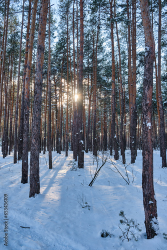 Winter Wonderland: Sunlit Snowfall Amidst Pine Trees