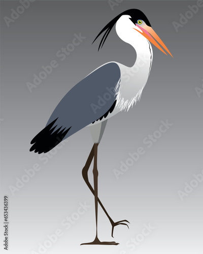 stork in the water