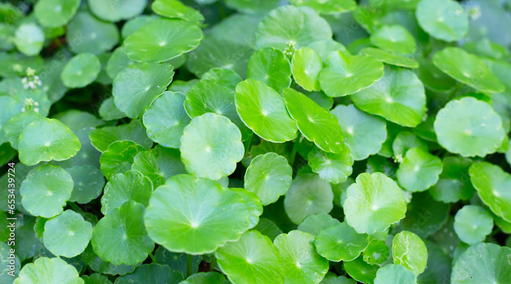 Gotu kola or centella asiatica. Green leaves of herb plant in the garden Gotu kola or centella asiatica. Green leaves of herb plant in the garden