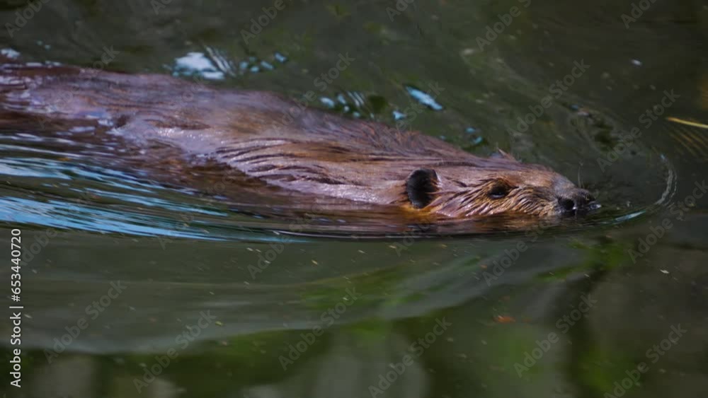 Close view of beavers head swimming along the surface of a lake. Close view of beavers head swimming along the surface of a lake.