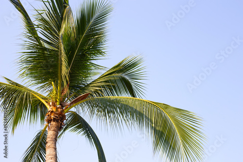 Coconut palm trees with blue sky