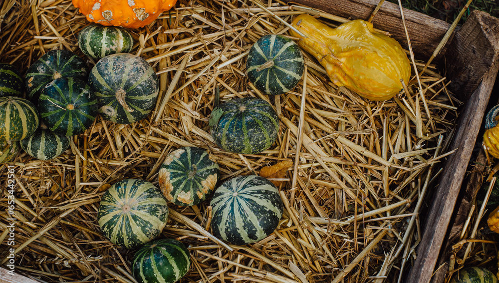 Colorful pumpkins tevture. Pumpkin autumn harvest Colorful pumpkins tevture. Pumpkin autumn harvest