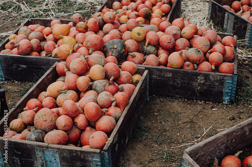 Colorful pumpkins tevture. Pumpkin autumn harvest photo