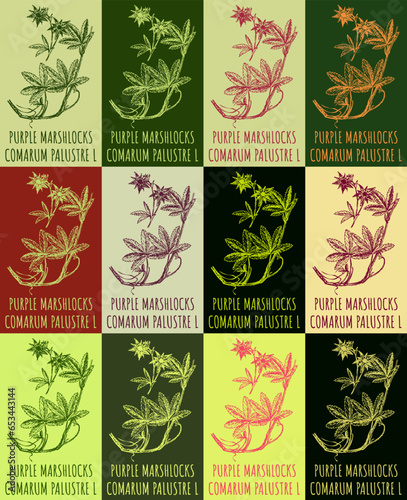 Set of vector drawing of PURPLE MARSHLOCKS in various colors. Hand drawn illustration. Latin name COMARUM PALUSTRE L.