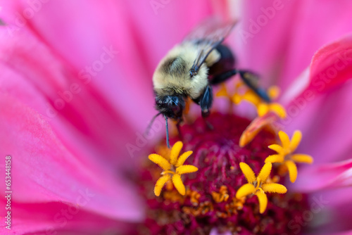 Fotografi A closeup of a bumble bee pollinating a pink zinnia flower