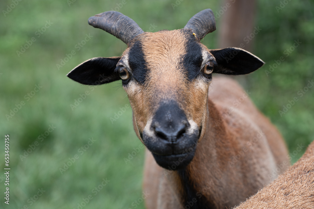 Portrait and close-up of a curious brown goat looking at the camera. The focus is on the eyes. The goat stands in nature against a green background. Portrait and close-up of a curious brown goat looking at the camera. The focus is on the eyes. The goat stands in nature against a green background.