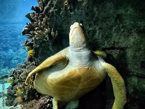 green sea turtle