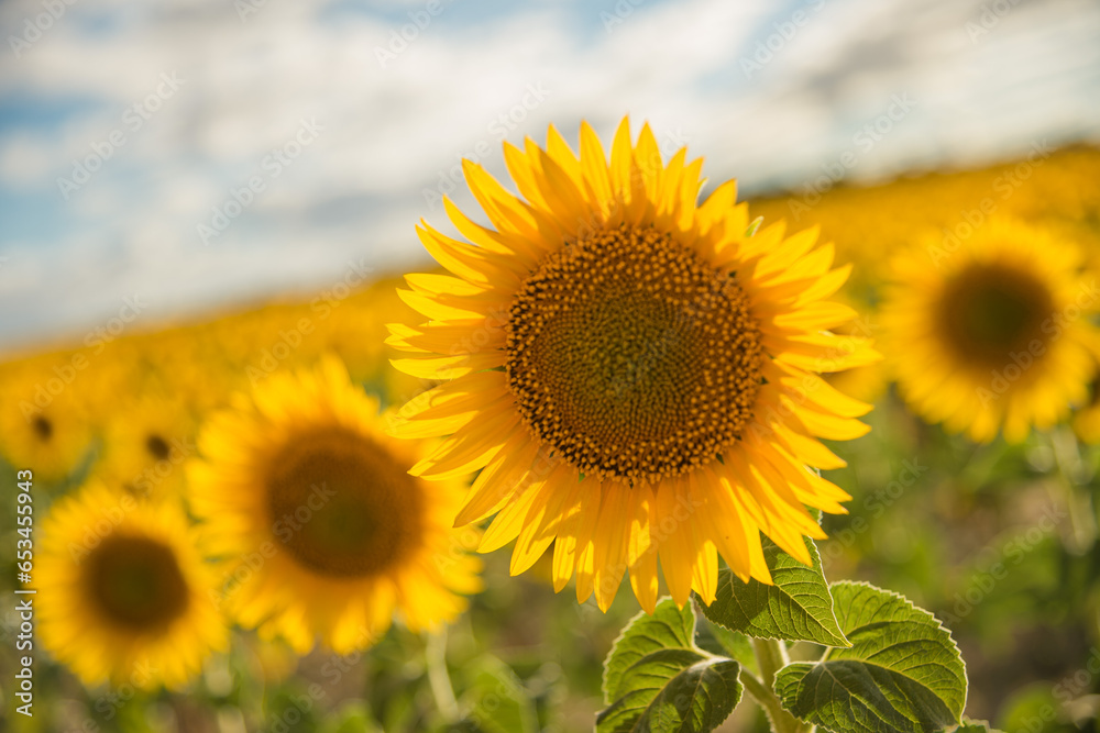 Fototapeta premium Close-up of sunflowers in a field of sunflowers in blossom