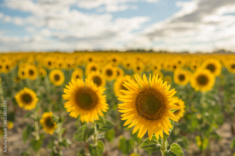 Close-up of sunflowers in a field of sunflowers in blossom Close-up of sunflowers in a field of sunflowers in blossom
