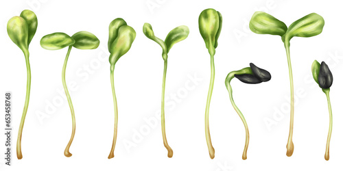Illustration of sunflower micro-greenery in watercolor style. Young seed seedlings, a useful supplement to food. Clipart on a white background. Plants for gardening, ingredients for cooking
