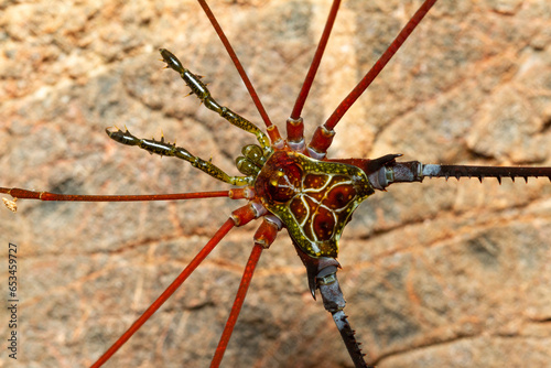 Colourful opiliones photo