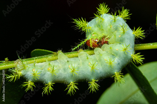 Hemileucini caterpillar, stinging caterpillar photo